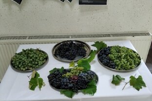 Zväčšiť fotografiu - Ochutnávka hrozna